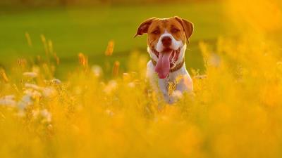 dog in fields wallpaper