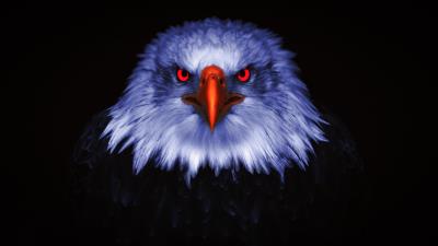 eagle raptor eyes 4k xr wallpaper