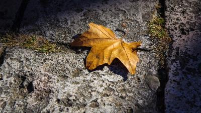 fallen autumn leaf 4k 5a wallpaper