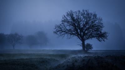 field fog trees blue weather cold 4k 4k ee wallpaper