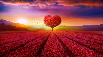 Heart tree field 4k wallpaper