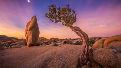 joshua tree national park om wallpaper