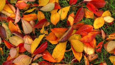 latest autumn leaves wallpaper