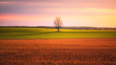 lonely tree in the middle of a crop field 4k bi wallpaper