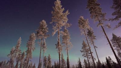 long pine trees winter northern lights 46 wallpaper