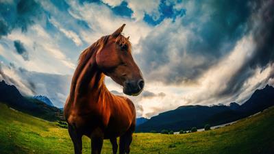 paradise horse 4k pe wallpaper