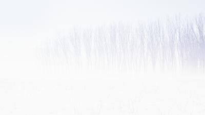 Snow trees abstract wallpaper