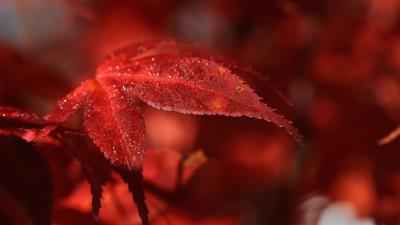 red leaf macro 4k ch wallpaper