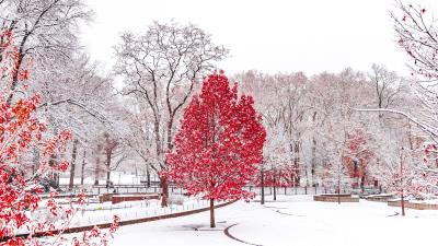 red winter central park 4k 8h wallpaper