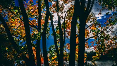 sunbeams between trees in autumn season daylight 4k so wallpaper