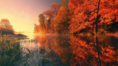 Trees fall reflection autumn 4k wallpaper