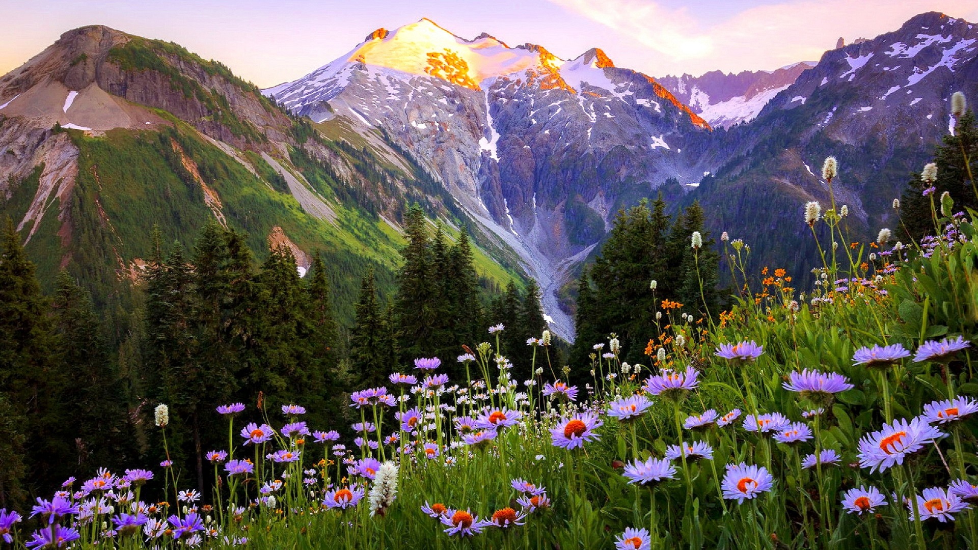 Mountain Wildflowers HD Wallpaper