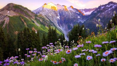 Mountain Wildflowers HD wallpaper