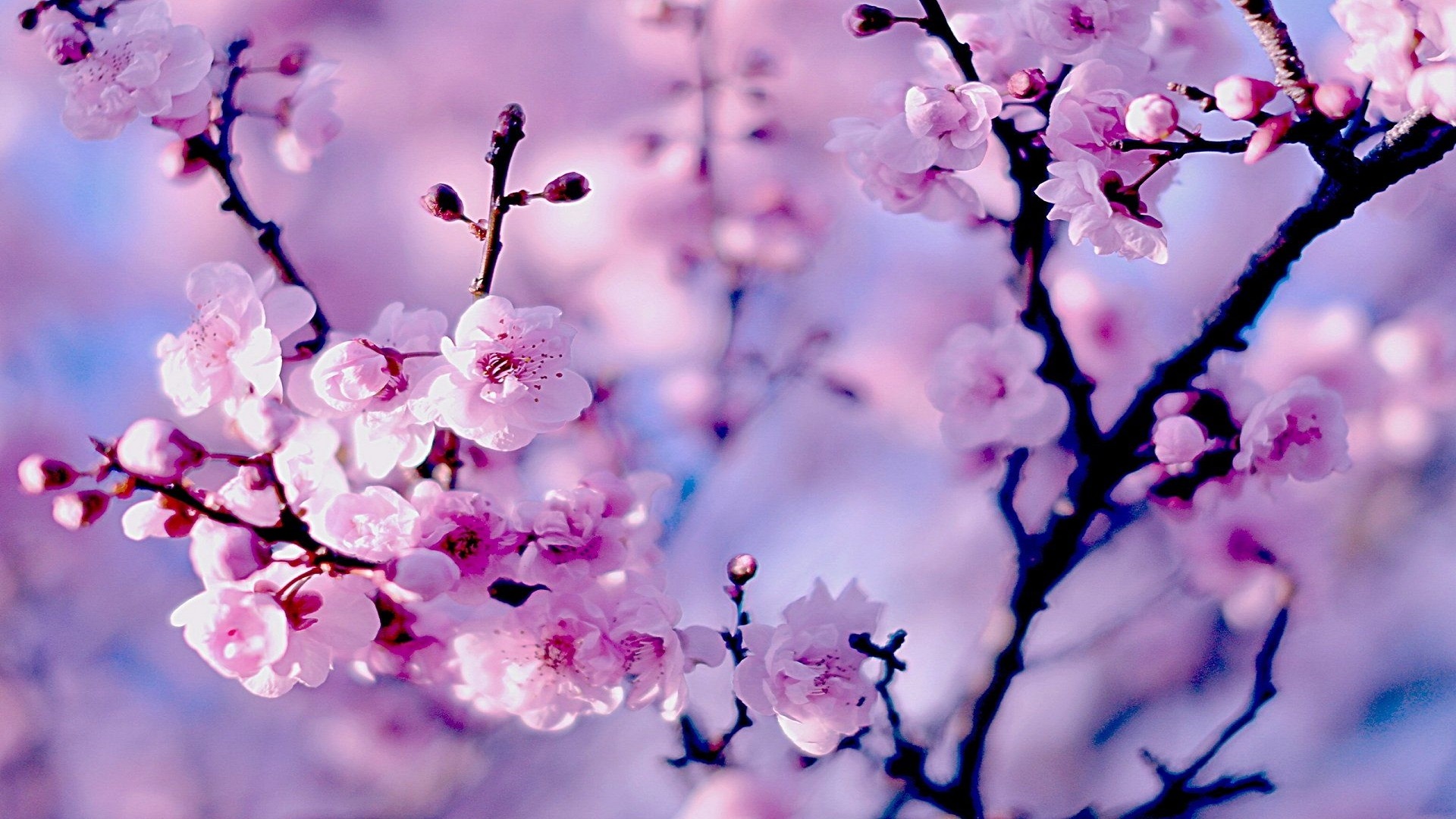 Nature Spring Branch Pink Flowers Wallpaper