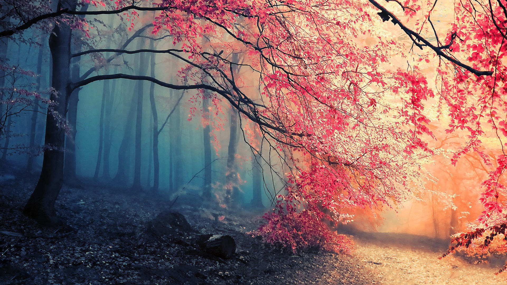 Nature Tree Fall Path Fog HD Wallpaper