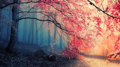Nature Tree Fall Path Fog HD wallpaper