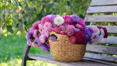 Park Bench Foliage Basket Asters wallpaper