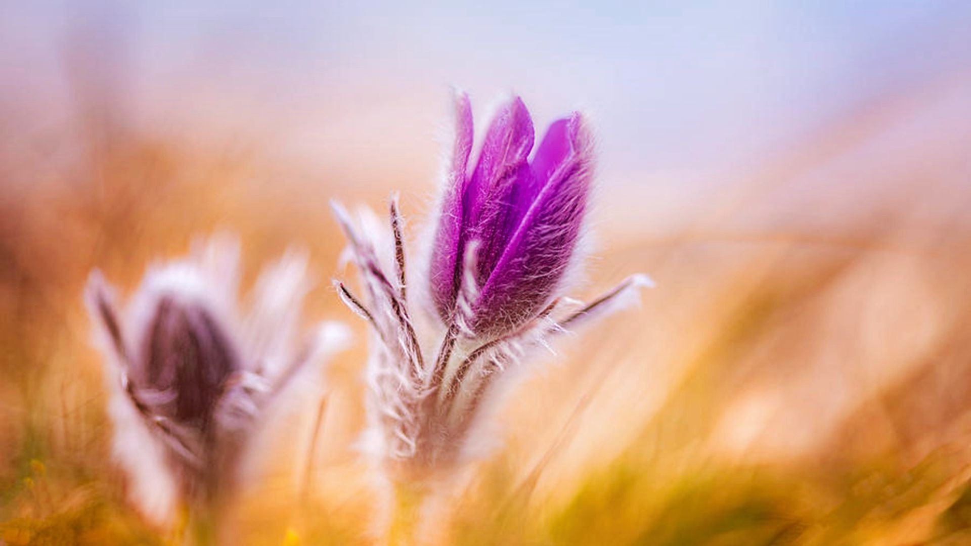 Pasque Flowers In The Wind HD Wallpaper