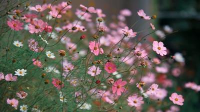 Pink Plants Cosmos Flowers wallpaper