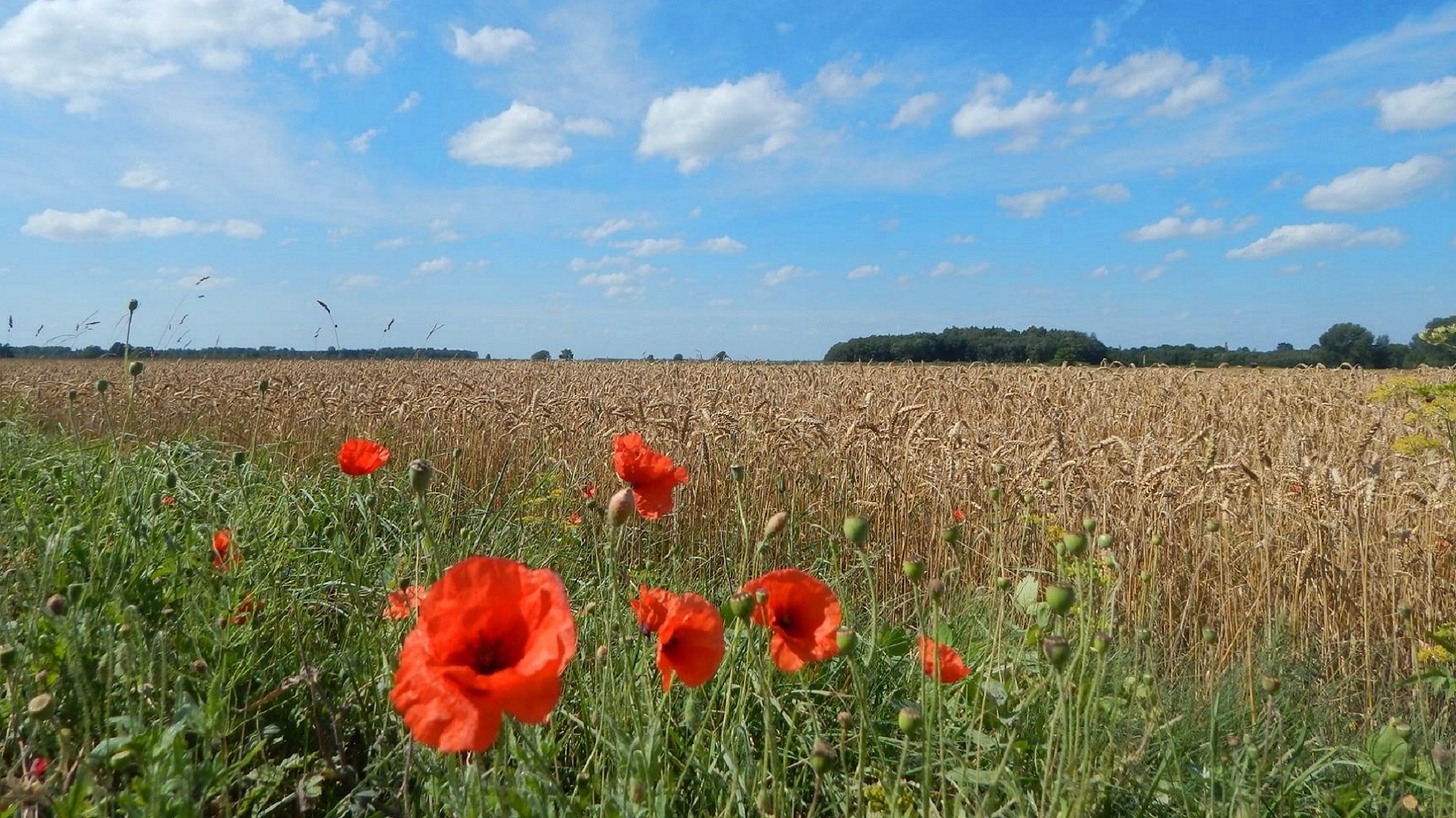 Poppies Cornfield HD Wallpaper