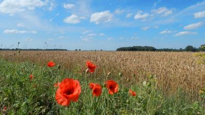 Poppies Cornfield HD wallpaper