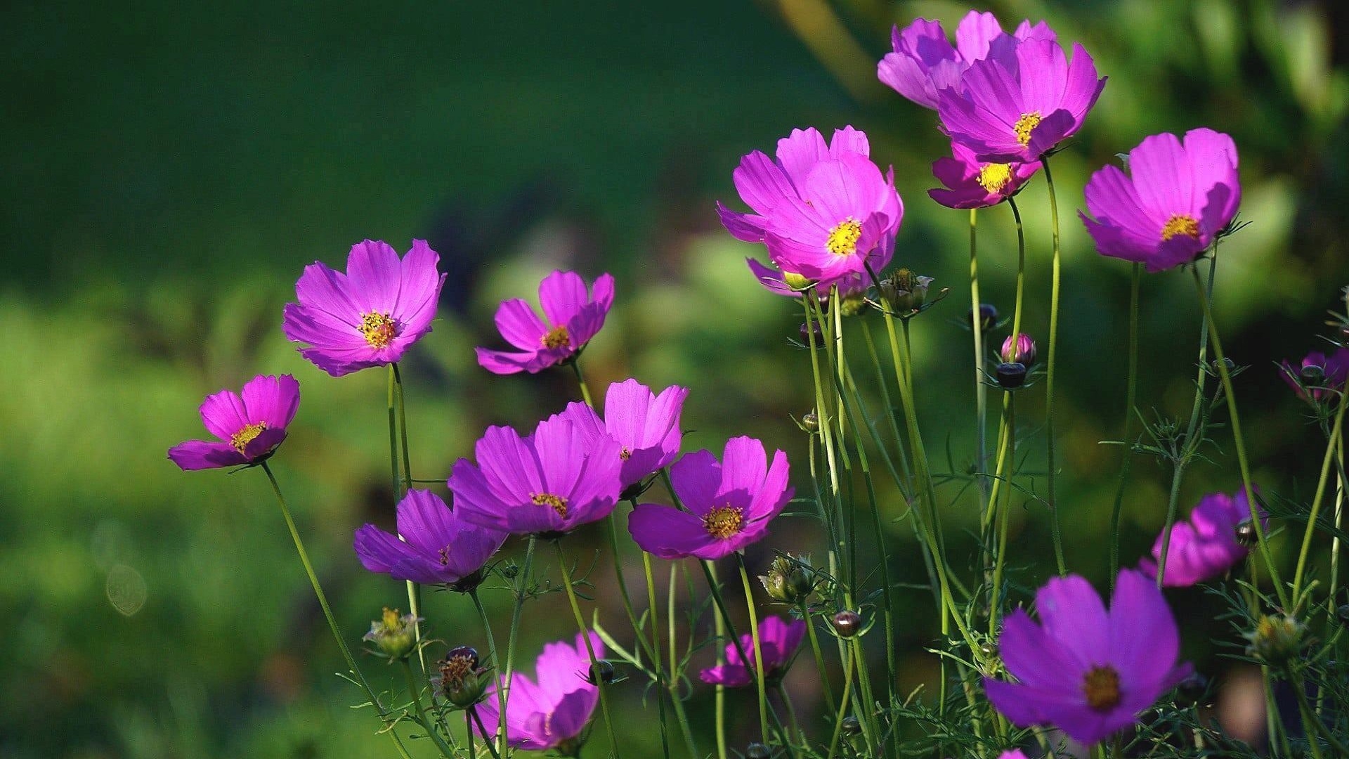 Purple Plants Cosmos Flowers Wallpaper
