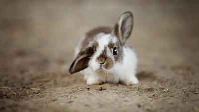 Rabbit HD wallpaper