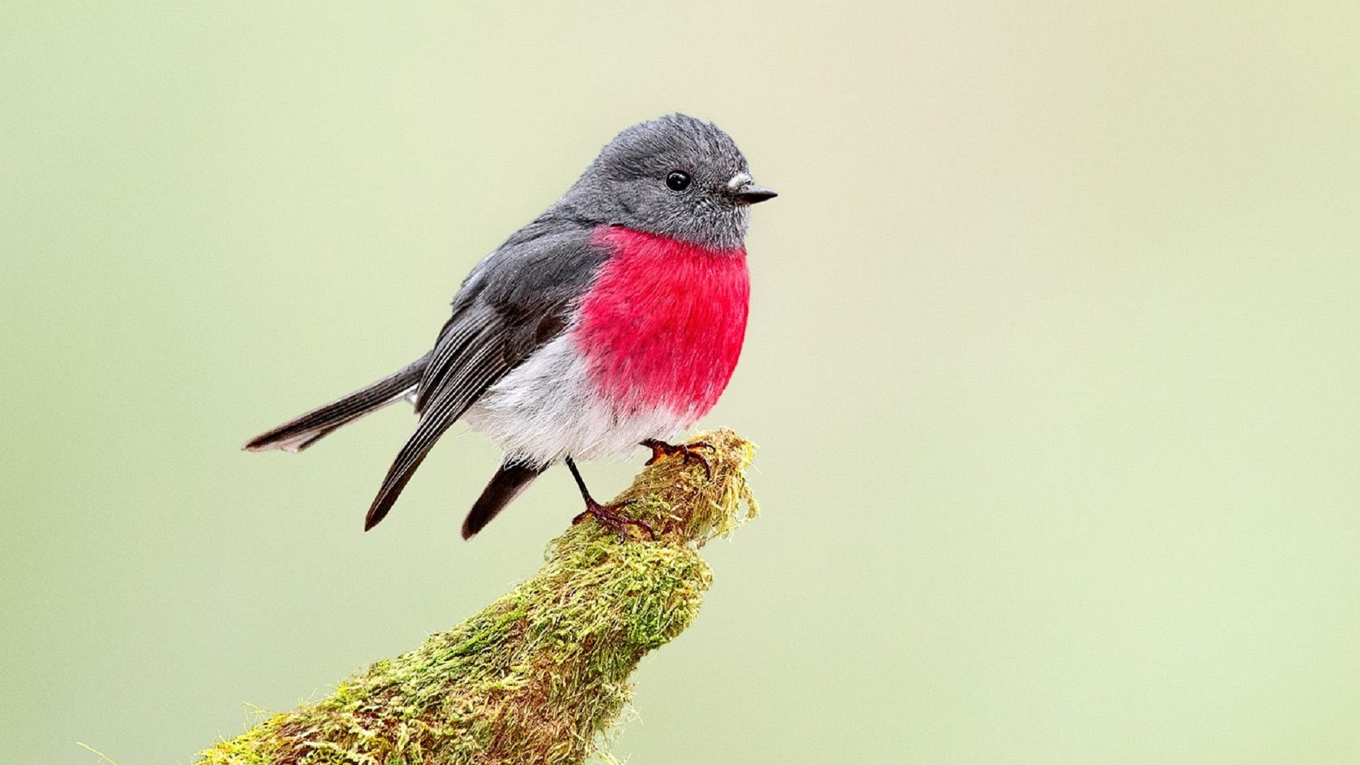 Rose Robin Bird Wallpaper