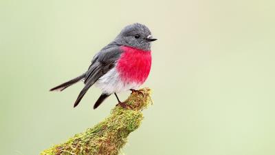 Rose Robin Bird wallpaper