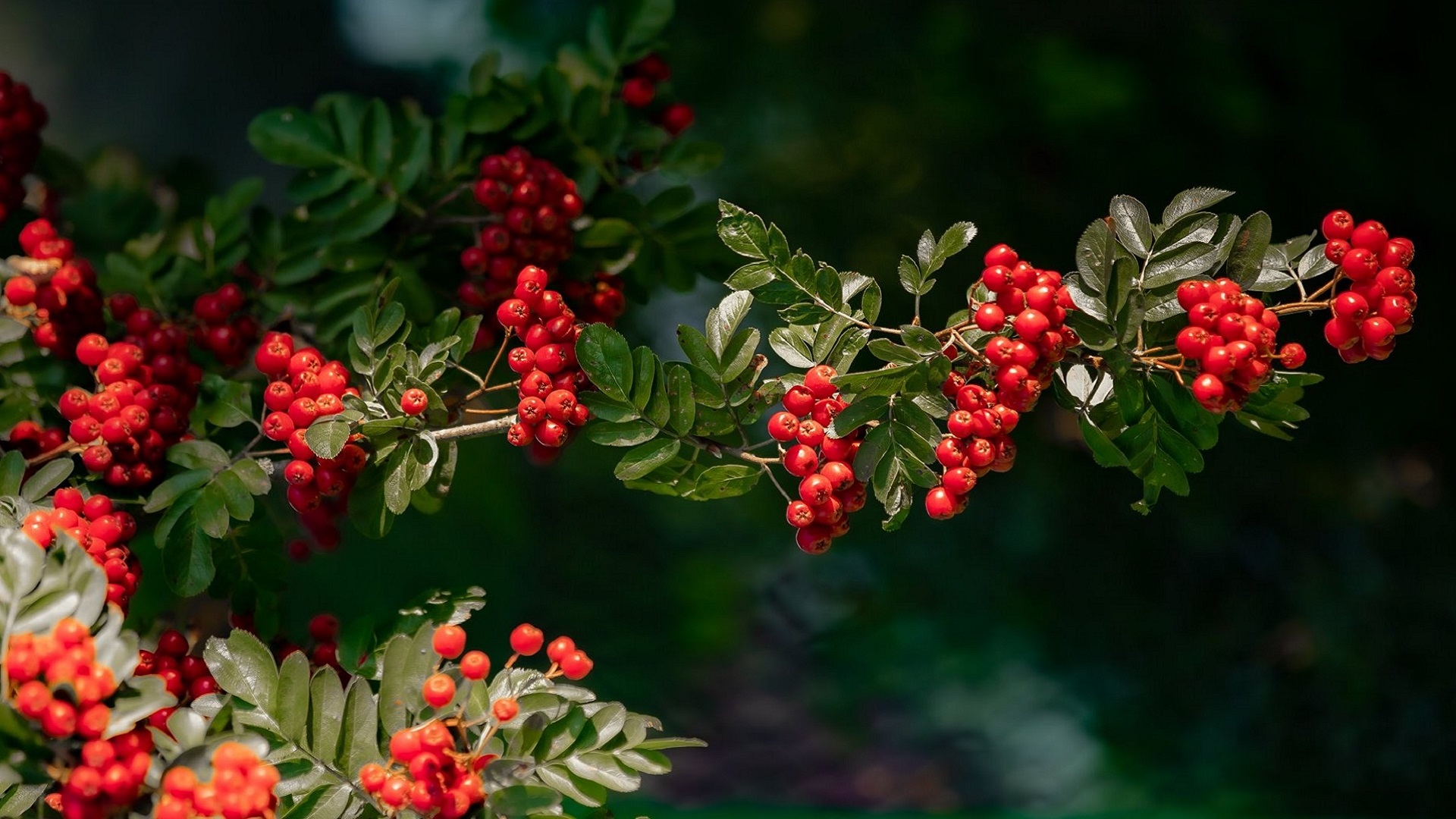 Rowan Branch Rowanberries Wallpaper