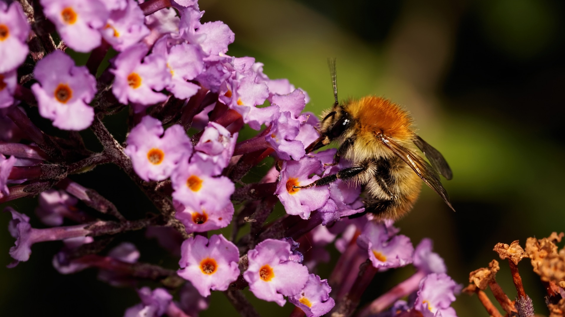 Spring Blossoms HD Wallpaper