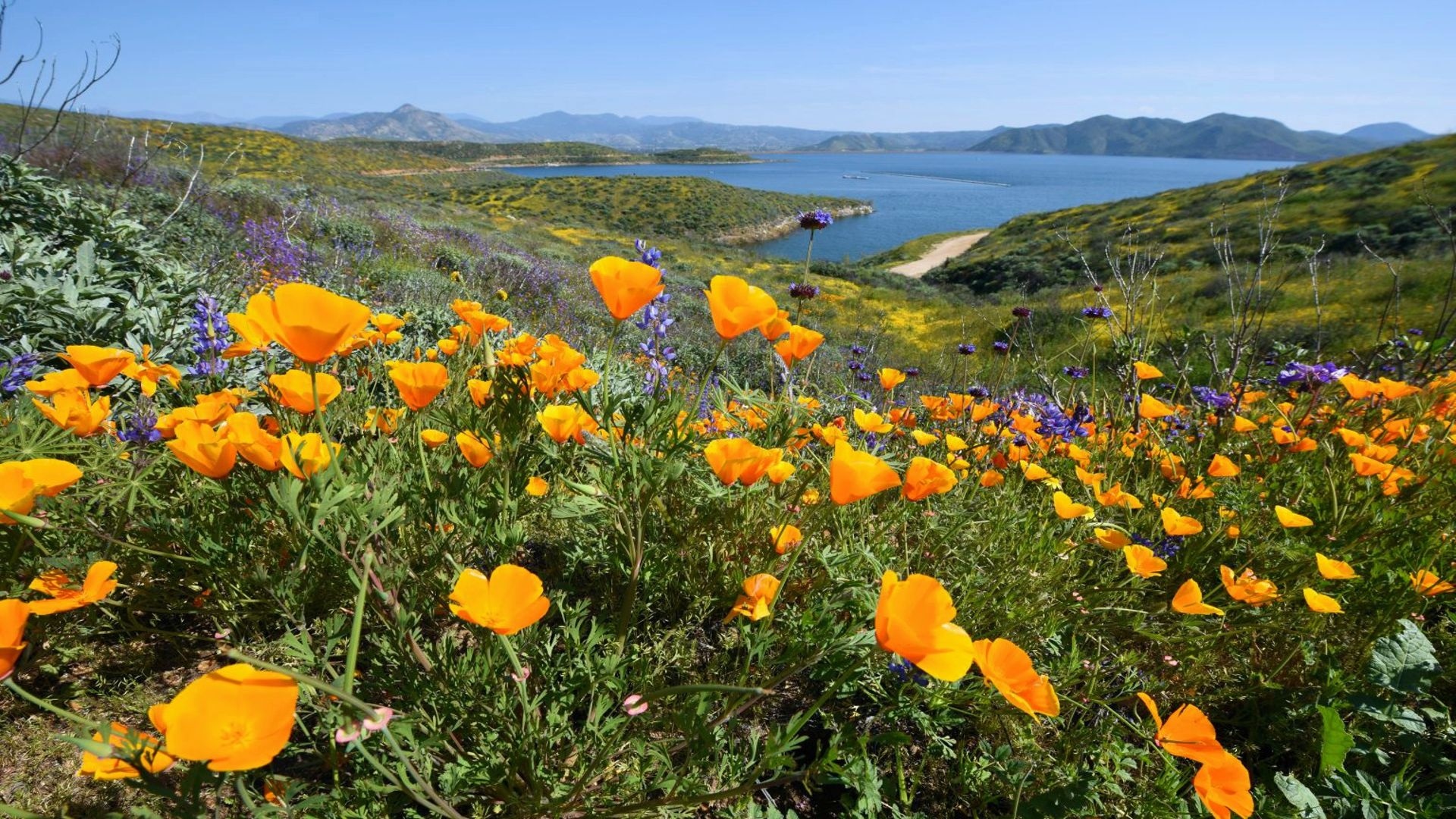 Spring Blossoms in California HD Wallpaper