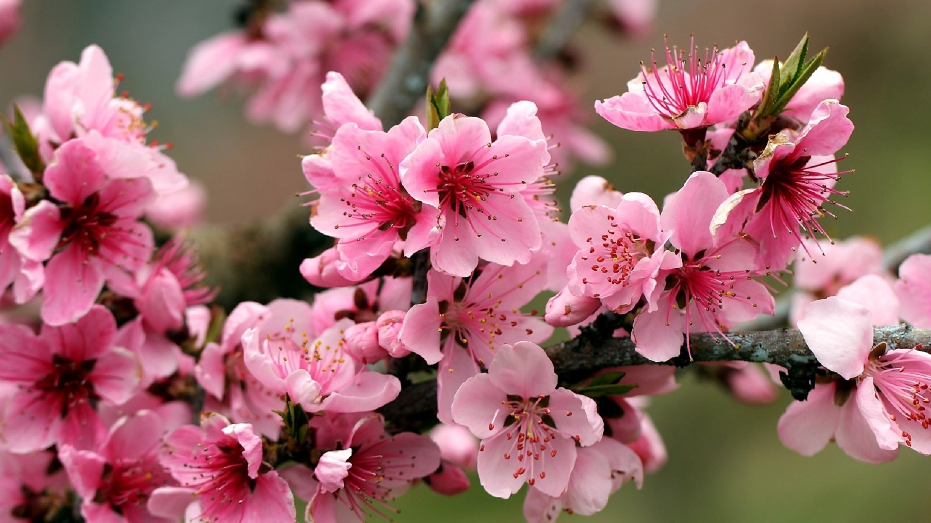 Spring Flowering HD Wallpaper