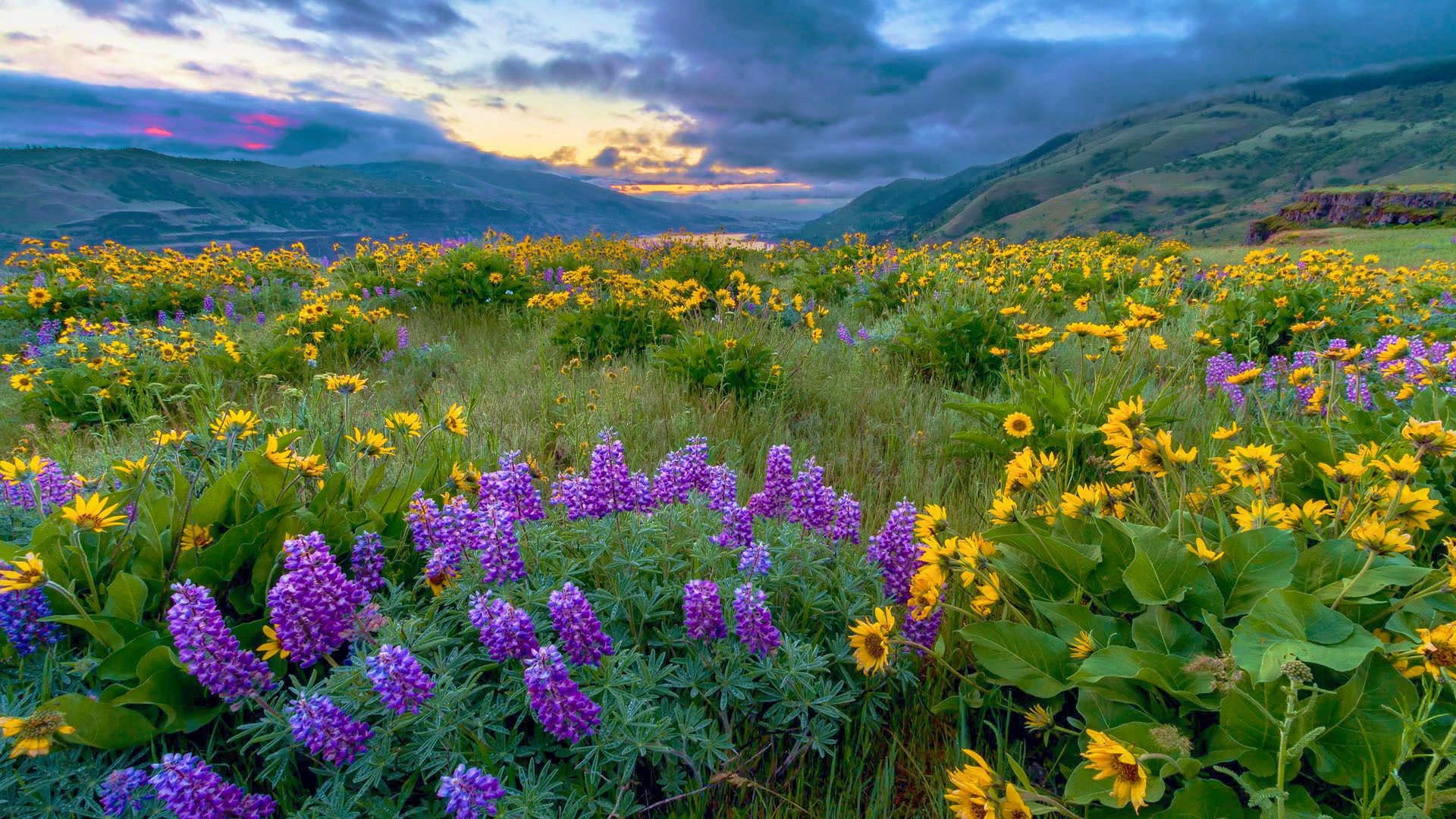 Spring Flowers at the Columbia River Oregon HD Wallpaper