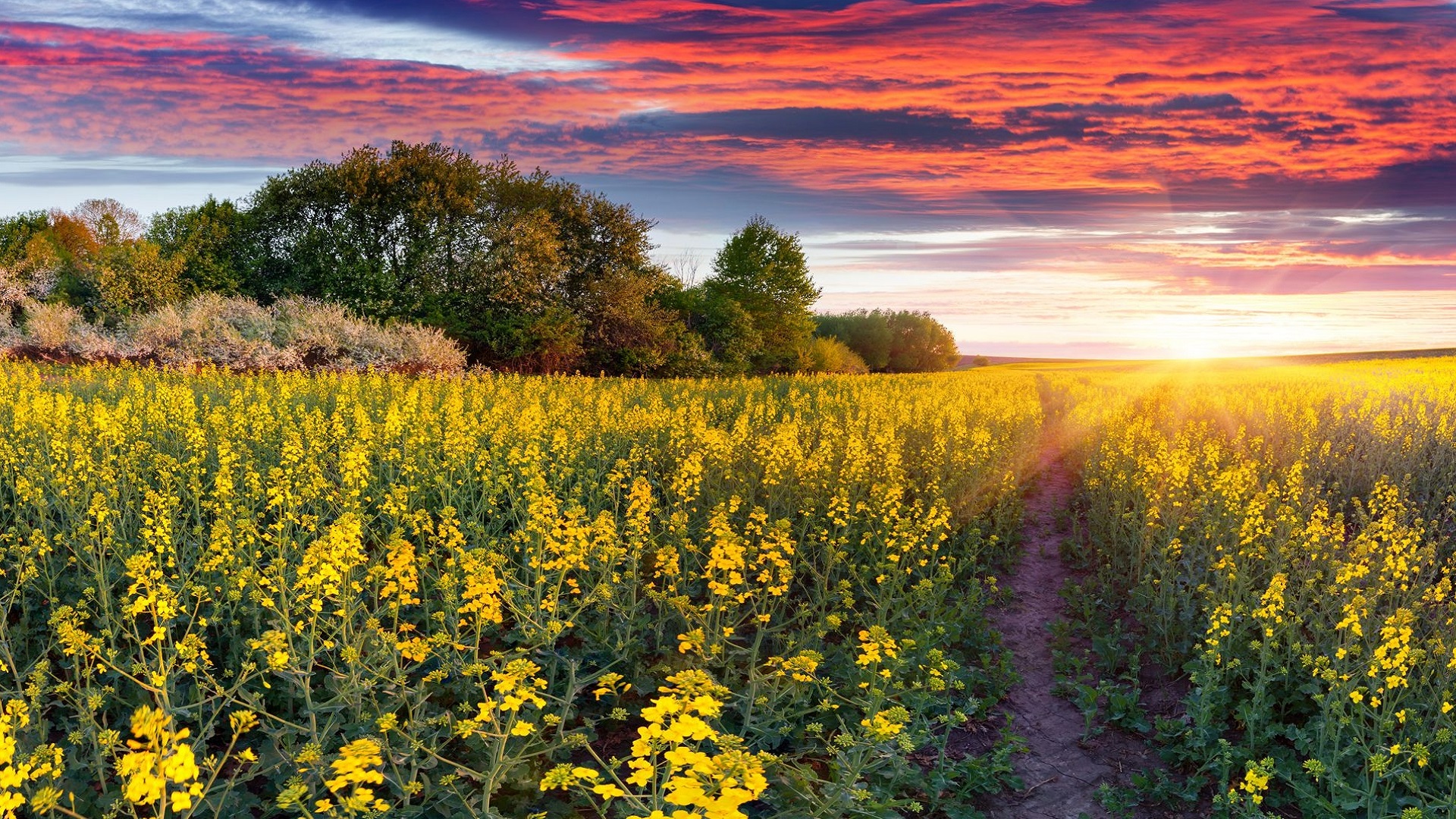 Spring Sunset HD Wallpaper