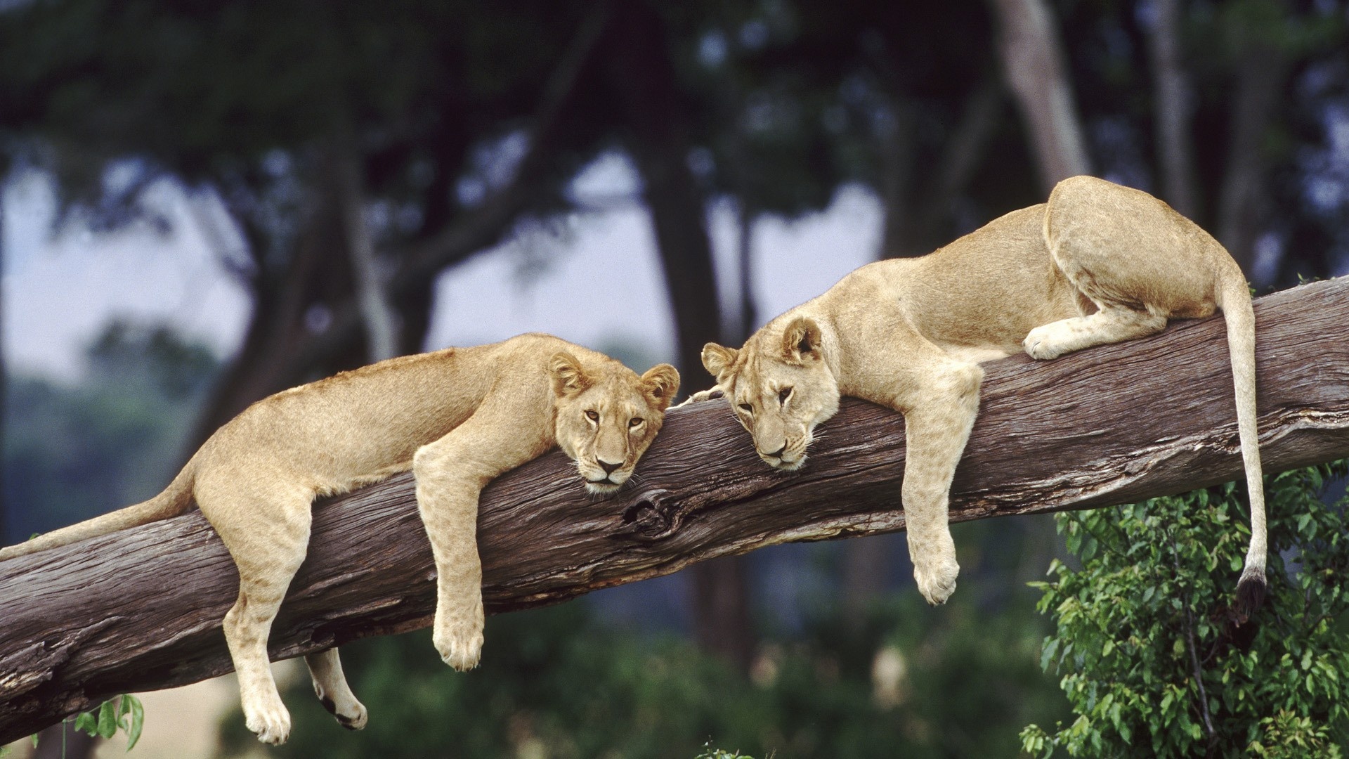 Two Lions On A Tree HD Wallpaper