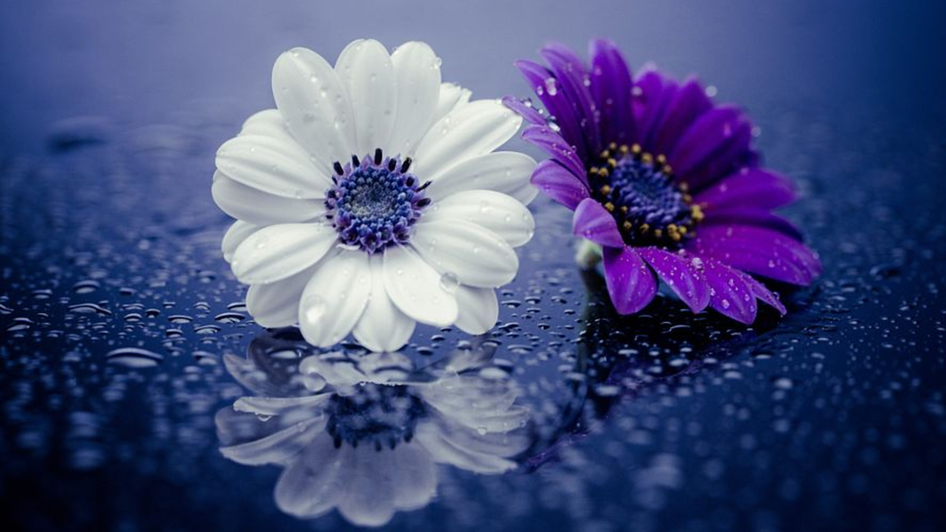 Wet Purple White Daisies Wallpaper