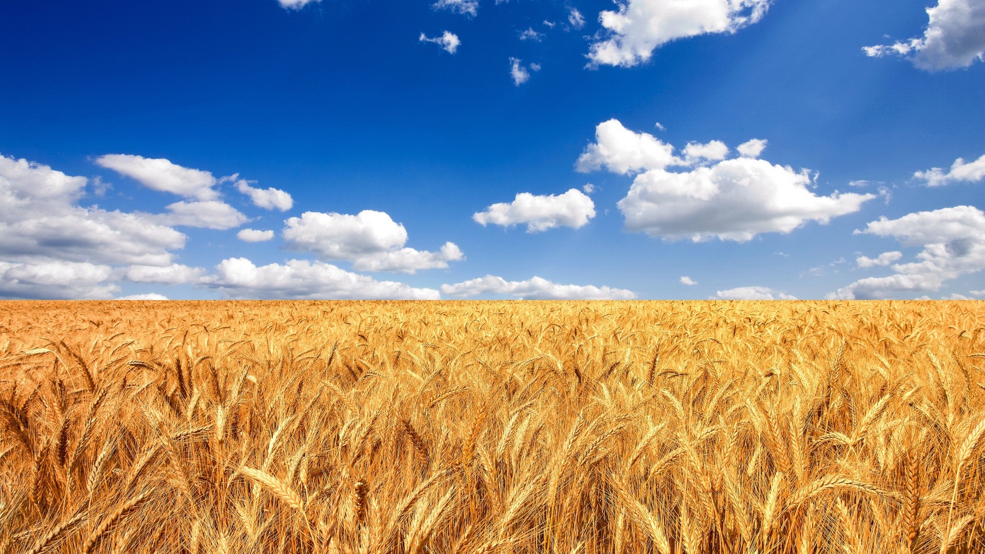 Wheat HD Wallpaper