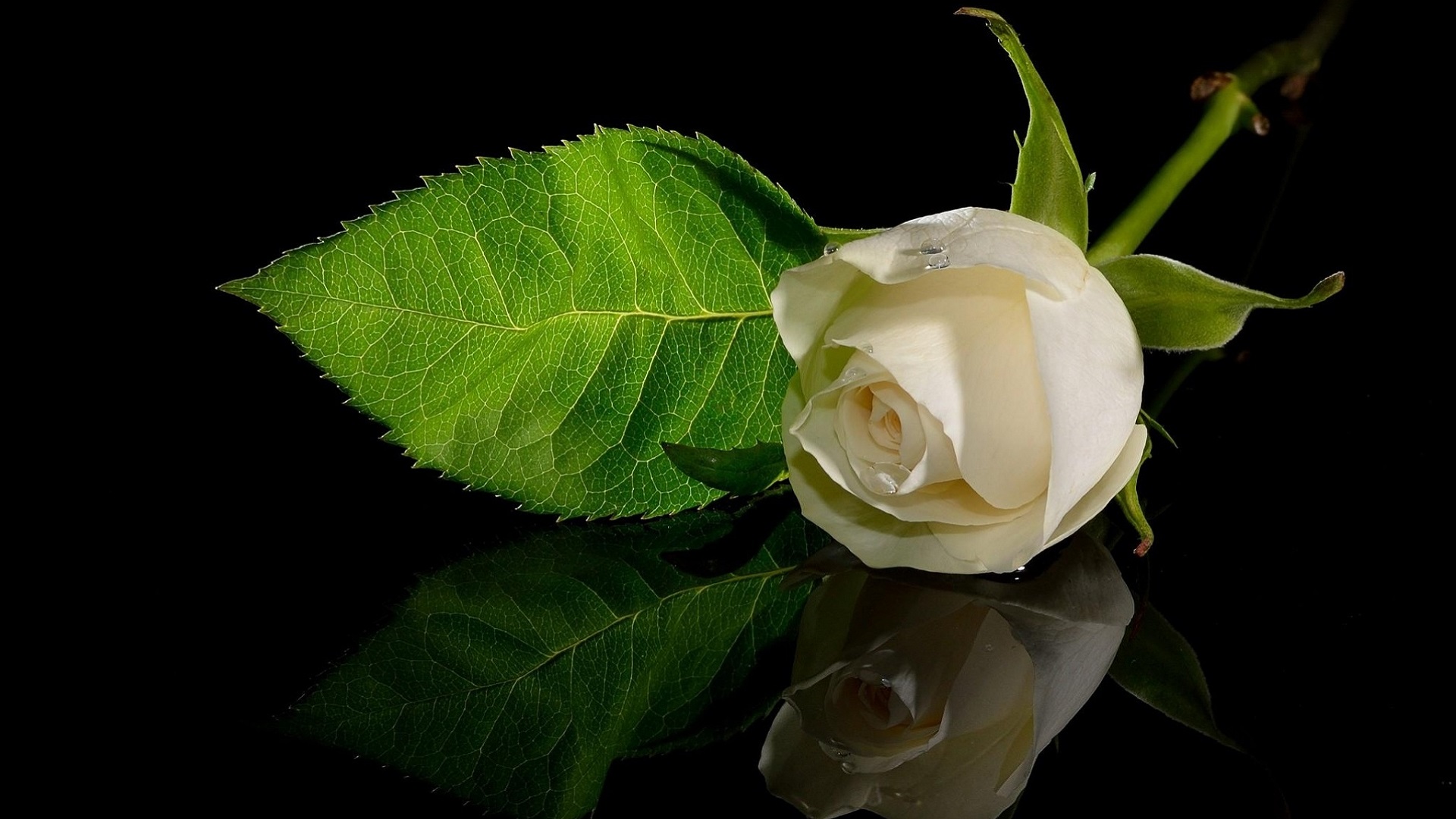 White Rose Reflection Drops Wallpaper