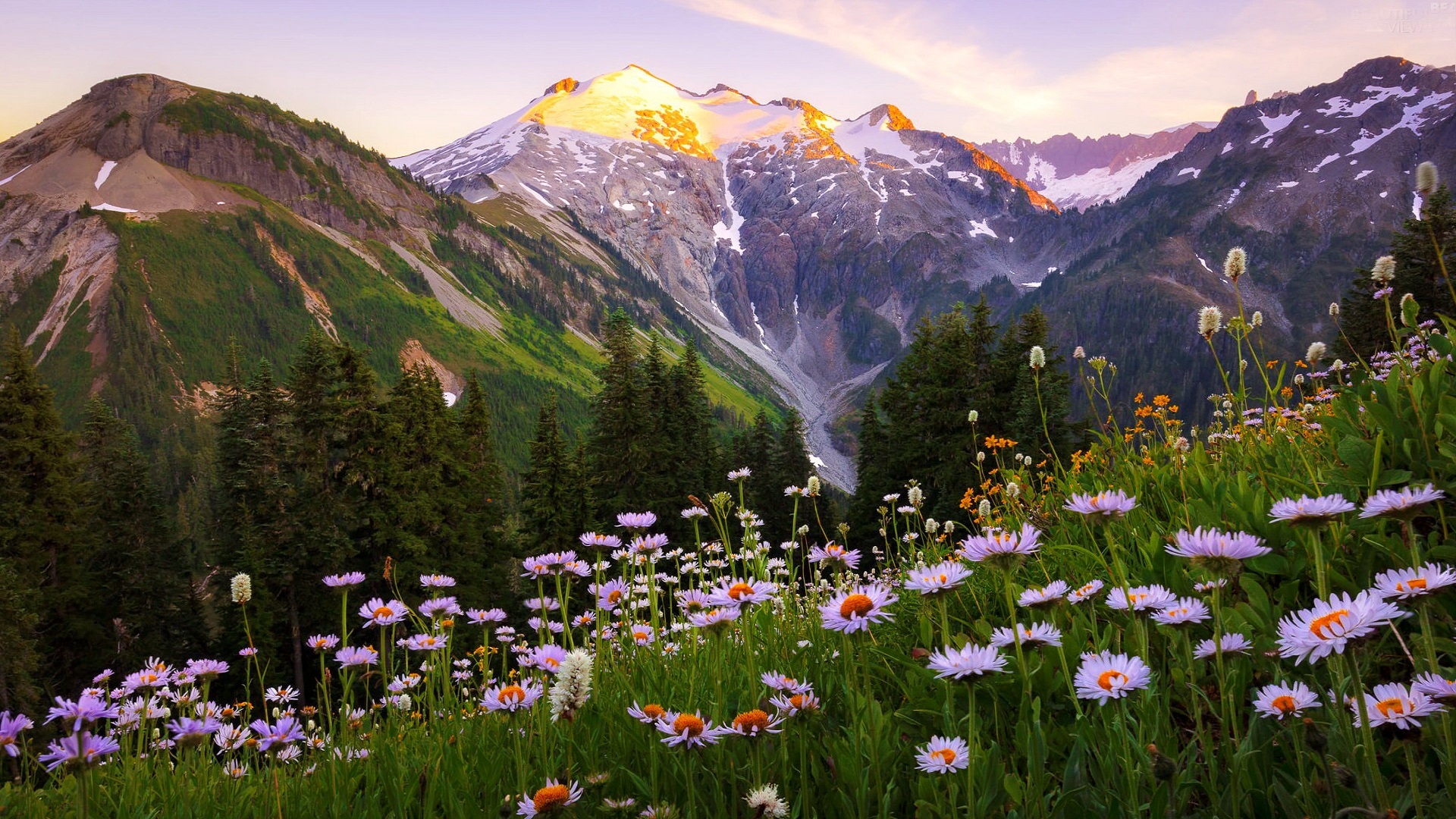 Wildflowers Meadow Wallpaper