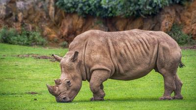 Animal Brown Rhino Large wallpaper