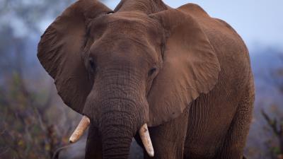 Animal Elephant 2k wallpaper