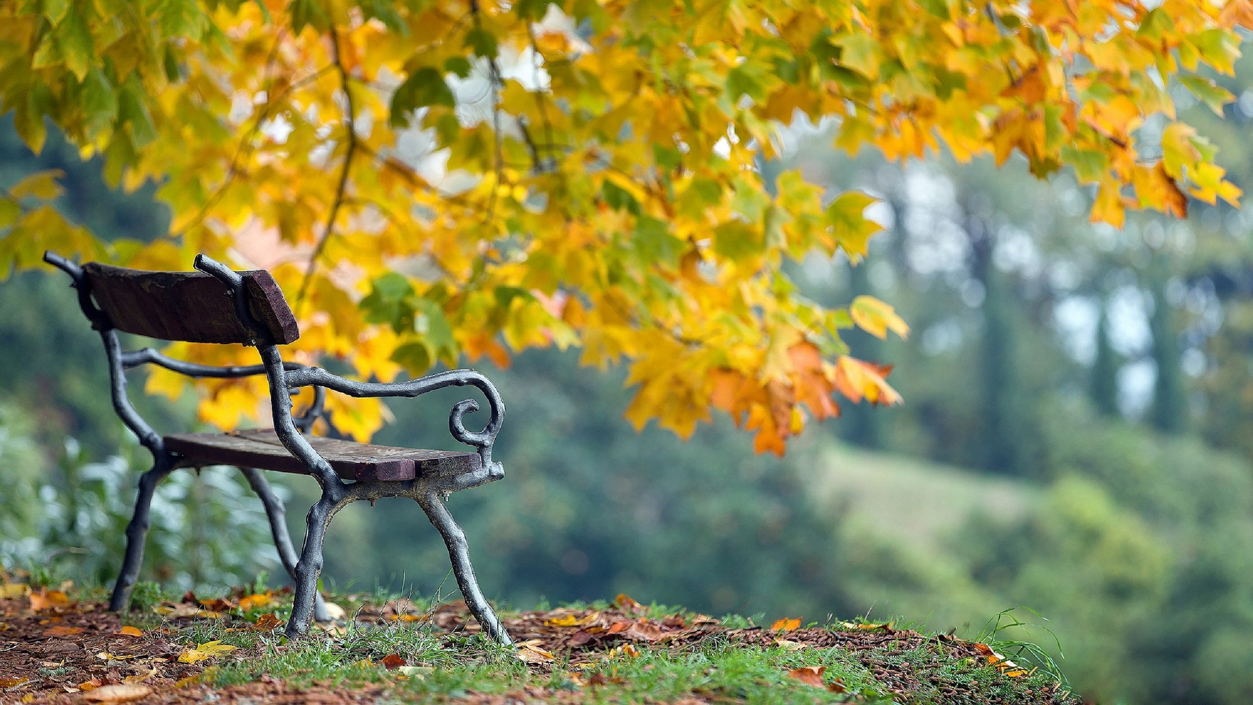 Autumn Park Wallpaper