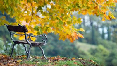 Autumn Park wallpaper