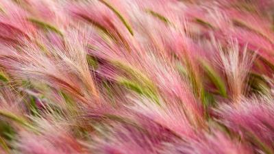 Barley Photography Grain Field wallpaper