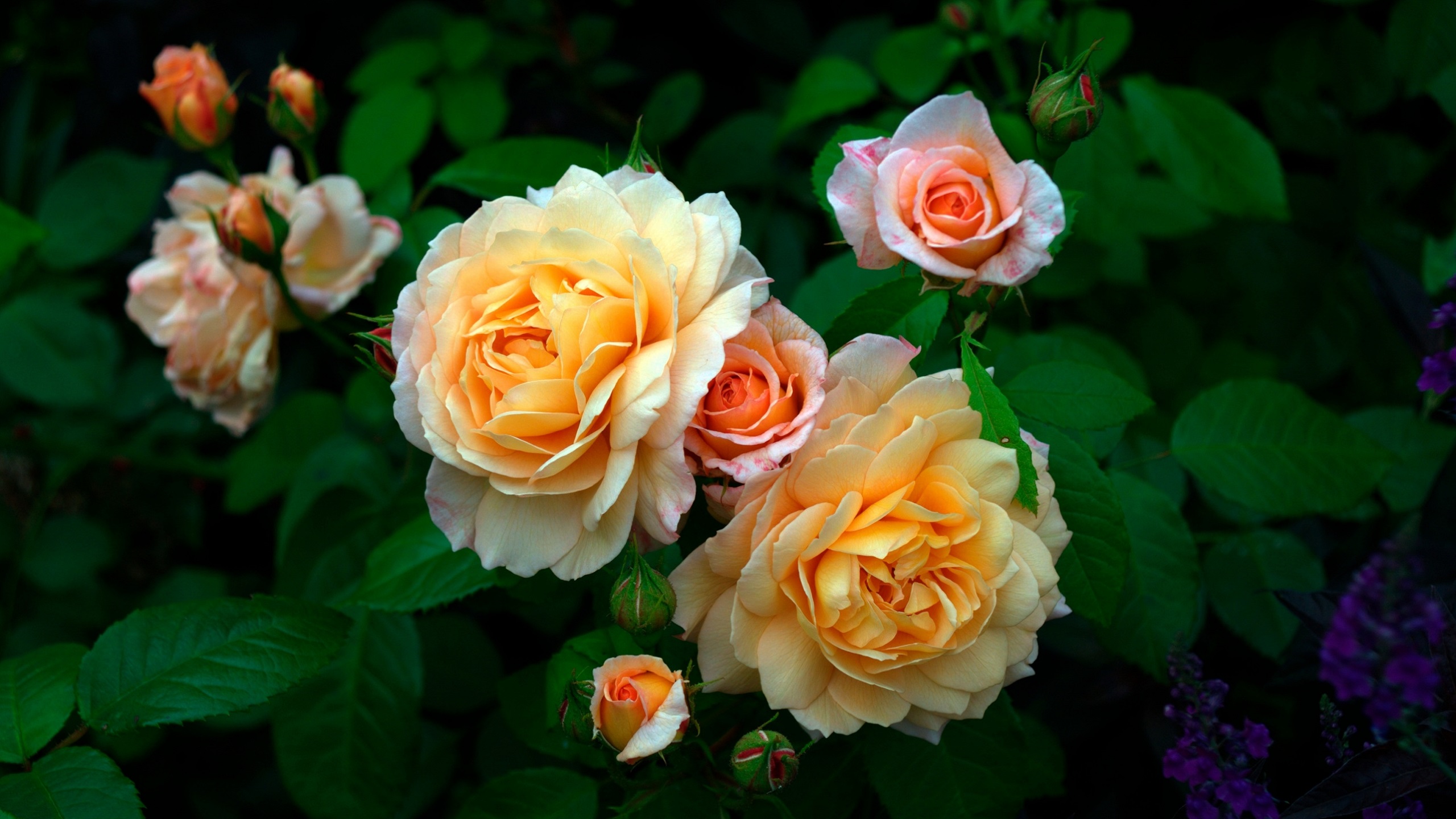 Beautiful Roses 2k Wallpaper