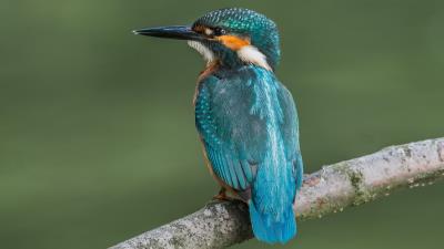 Branch Kingfisher Bird Macro wallpaper