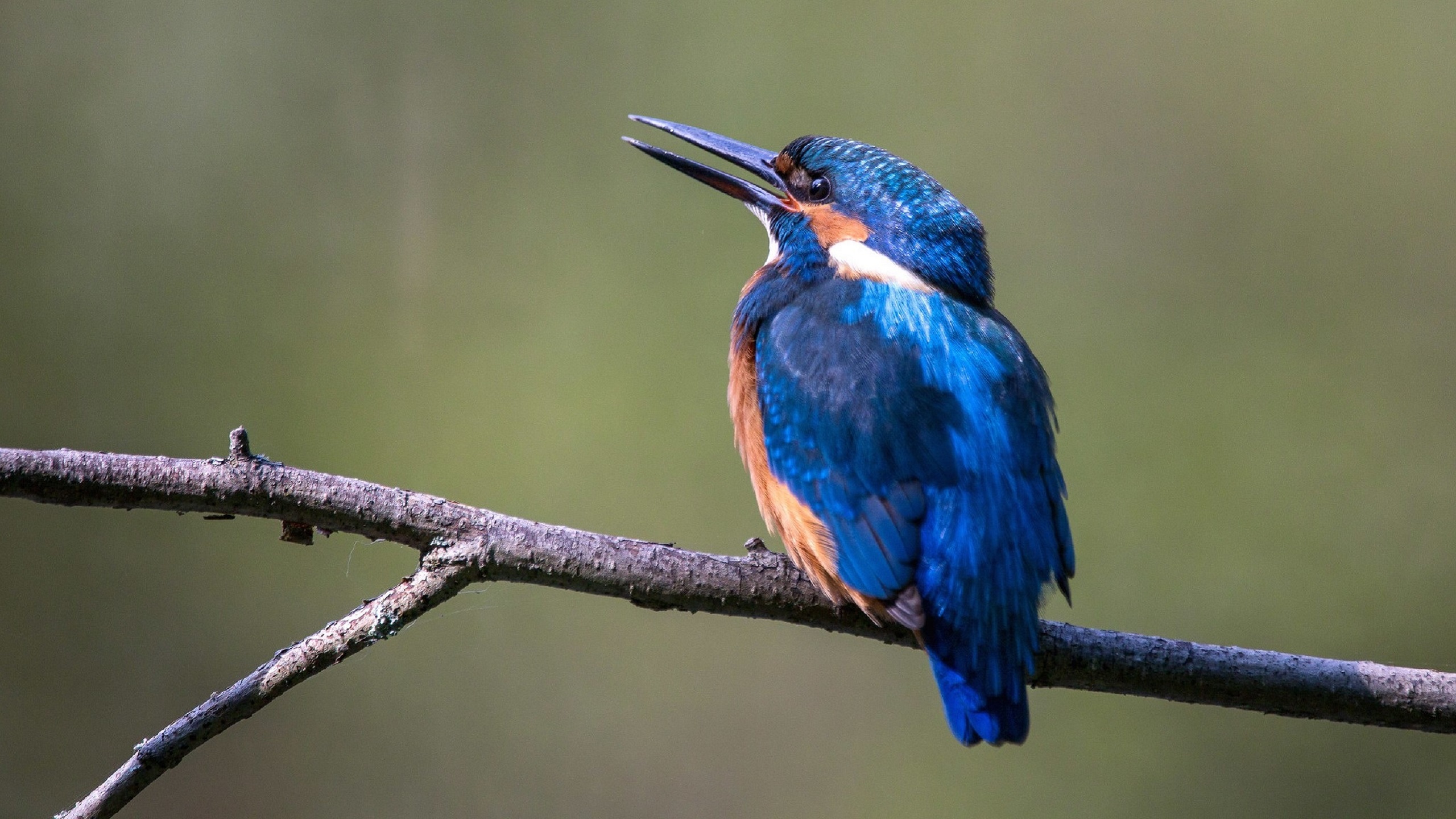 Branch Kingfisher Bird Wallpaper
