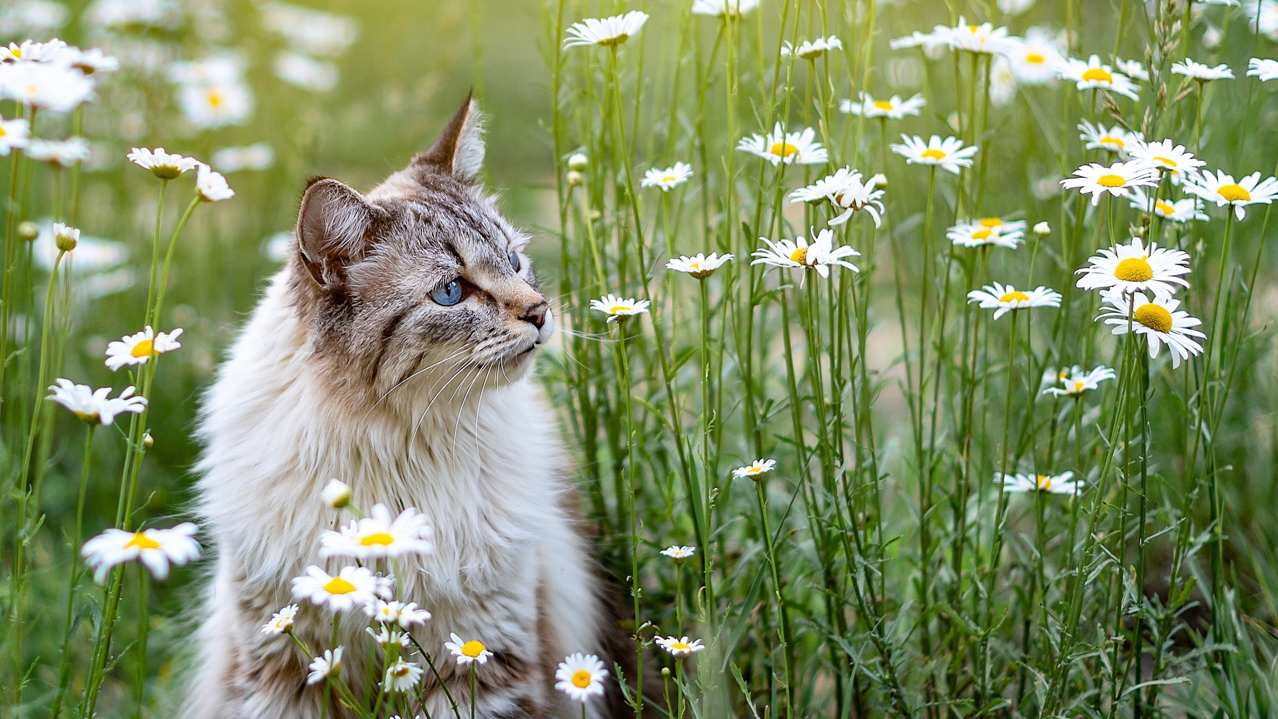 Cat Flowers Field 2k Wallpaper