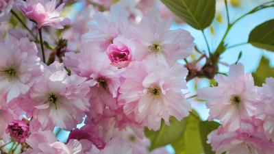 Cherry Blossoms wallpaper